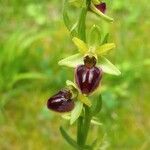 Ophrys aranifera 花