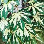 Manihot esculenta Jani