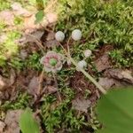 Chimaphila umbellata Λουλούδι