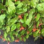 Begonia sutherlandii Flower