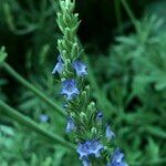 Lavandula spp. Hábito