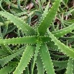 Aloe cremnophila Folha