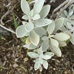 Helichrysum obconicum Hoja