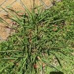 Paspalum dilatatum List