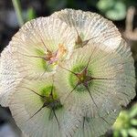 Lomelosia simplex Flower