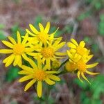 Senecio ampullaceus Flower