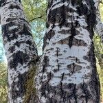 Populus alba Coajă
