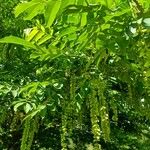 Pterocarya fraxinifolia Fruct
