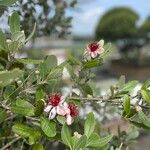 Feijoa sellowianaŽiedas