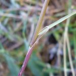 Koeleria macrantha Bark