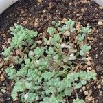 Sedum dasyphyllum 葉