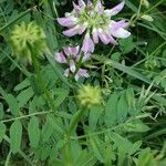 Coronilla variaFlor