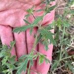 Verbena bracteata Leaf