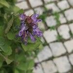 Coleus caninus Flower