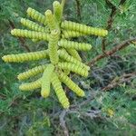 Prosopis pubescens Hoja