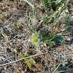 Helianthemum ledifolium Ffrwyth