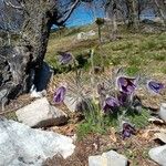Anemone montana Kvet