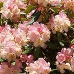 Rhododendron insigne Flor