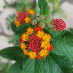 Lantana camaraFlor