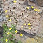 Lactuca muralis Habit