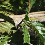 Artocarpus altilis 叶