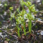 Cyperus squarrosus Хабит