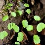 Adiantum jordanii Celota