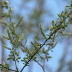 Salix sitchensis Лист