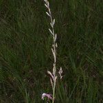 Oenothera filipes Kwiat