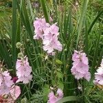 Sidalcea malviflora Virág