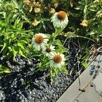 Echinacea angustifolia Hábito