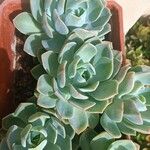 Echeveria derenbergii Foglia