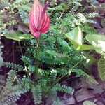 Anthurium andraeanum Other