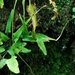 Asplenium rhizophyllum Hábitos