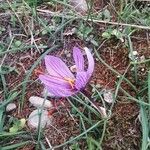 Crocus sativus Fula