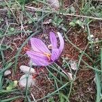 Crocus sativus Цветок