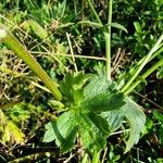 Ranunculus serpens Foglia