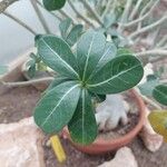 Adenium multiflorum Leaf