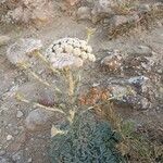 Seseli gummiferum 花