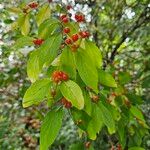 Lonicera maackiiFruit