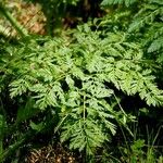 Conium maculatum Leaf