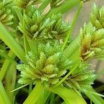 Cyperus eragrostis Flor