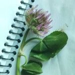 Trifolium spumosum 花
