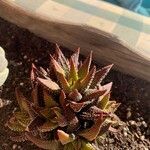 Haworthia coarctata Haw.Blad