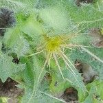 Centaurea benedicta Fruit