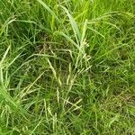 Puccinellia distans Blomst
