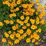 Coreopsis auriculata Kvet