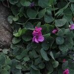 Oxalis articulata Fleur