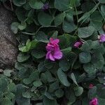 Oxalis articulata Цветок