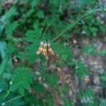 Lathyrus niger Kvet